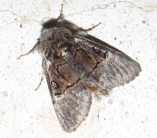 Colocasia coryli, Noctuidae